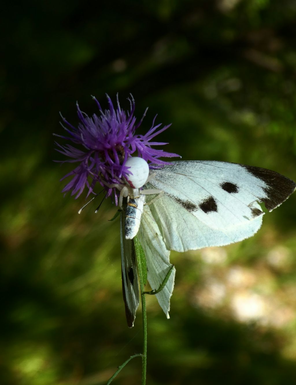 Misumena vatia - Monte Forato (LU)